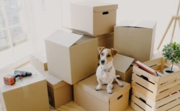 3 Tips for Successful Camping with your Pet Dog 3 Tips for Successful Camping with your Pet Dog