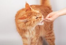 Are Cat Dental Treats Beneficial For Felines