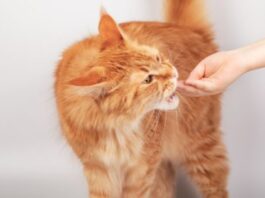 Are Cat Dental Treats Beneficial For Felines