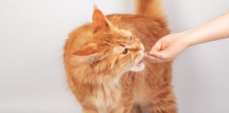 Are Cat Dental Treats Beneficial For Felines