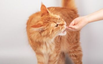 Are Cat Dental Treats Beneficial For Felines? Are Cat Dental Treats Beneficial For Felines
