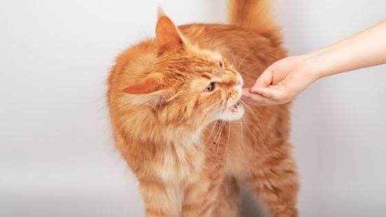 Are Cat Dental Treats Beneficial For Felines