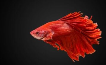 What Does a Dead Betta Fish Look Like? Dead Betta fish