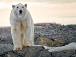 How to Draw a Cartoon Polar Bear