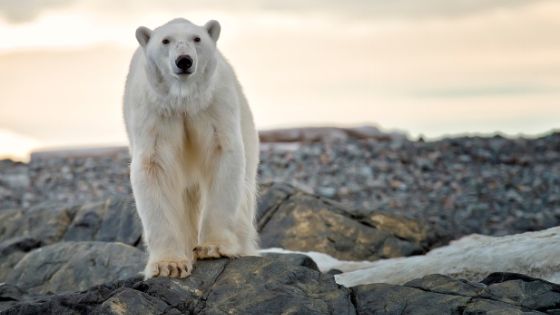 How to Draw a Cartoon Polar Bear