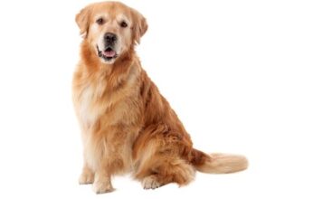 Taking Care of Your Dog When on a Budget Taking Care of Your Dog When on a Budget