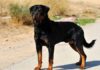 Everything You Need To Know About Rottweilers