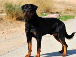 Everything You Need To Know About Rottweilers