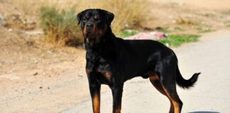 Everything You Need To Know About Rottweilers