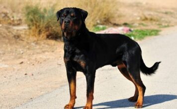 Everything You Need To Know About Rottweilers Everything You Need To Know About Rottweilers