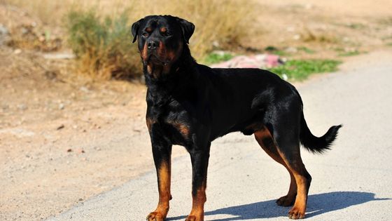 Everything You Need To Know About Rottweilers