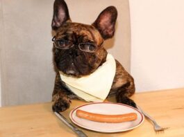 can dogs eat Vienna sausages