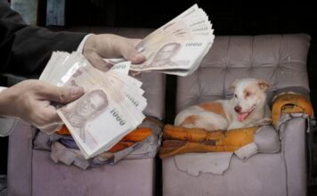 How to Help Animal Charities When You Travel Animal Charities